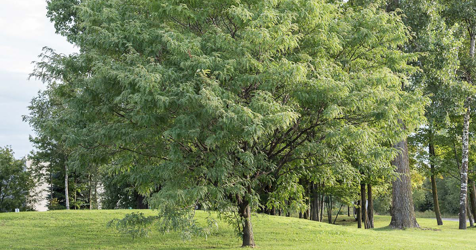 Arbre dans un parc